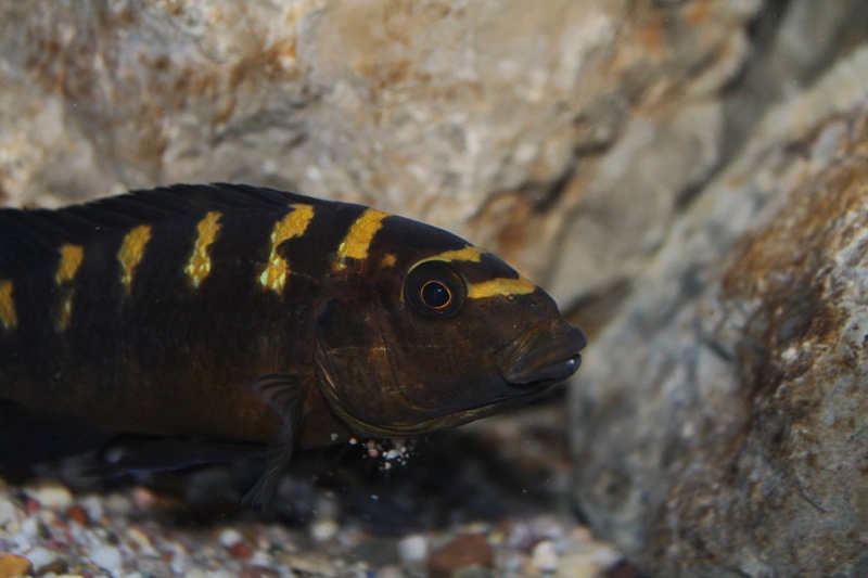 Pseudotropheus crabro